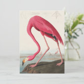  roze flamingo audubon kaart (Staand voorkant)