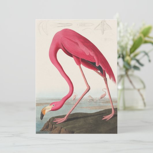  roze flamingo audubon kaart (Staand voorkant)