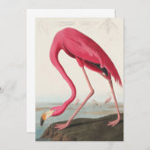  roze flamingo audubon kaart (Voorkant / Achterkant)