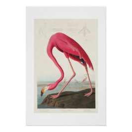  roze flamingo audubon perfect poster