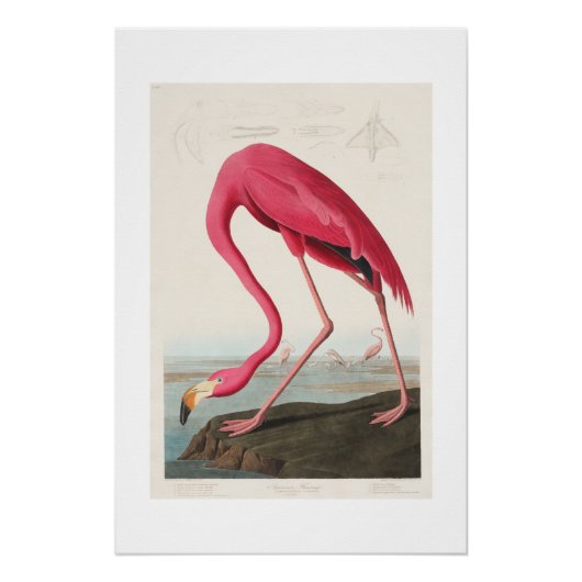  roze flamingo audubon perfect poster (Voorkant)
