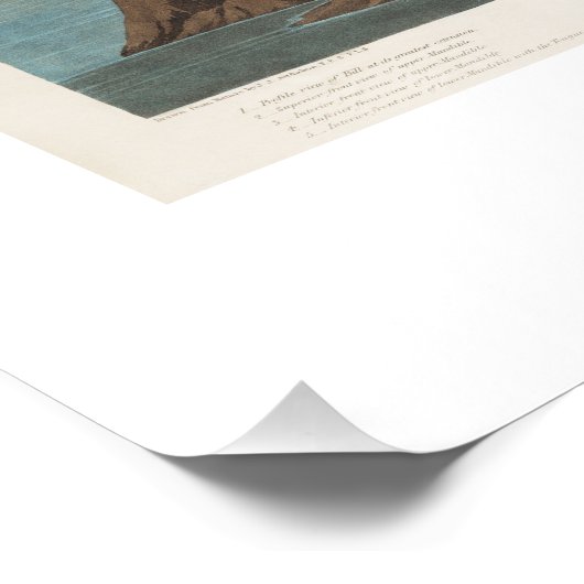  roze flamingo audubon perfect poster (Hoek)