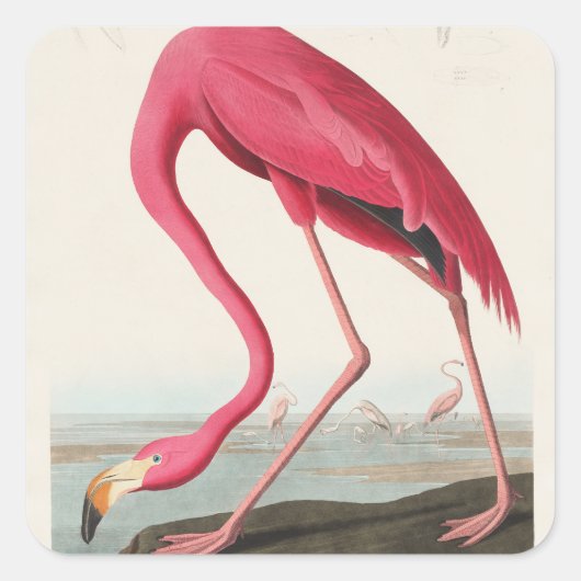 roze flamingo audubon vierkante sticker (Voorkant)