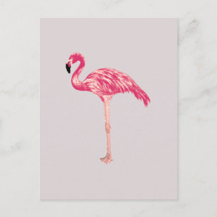 Roze Flamingo Bird Illustration Briefkaart