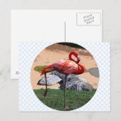 Roze Flamingo Briefkaart (Voorkant / Achterkant)