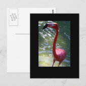 roze flamingo briefkaart (Voorkant / Achterkant)