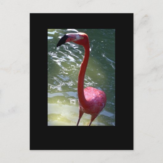 roze flamingo briefkaart (Voorkant)