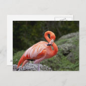 Roze Flamingo Briefkaart (Voorkant / Achterkant)