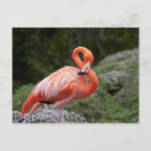 Roze Flamingo Briefkaart (Voorkant)
