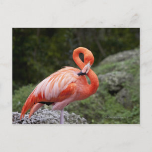 Roze Flamingo Briefkaart