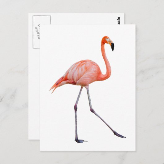 Roze Flamingo Briefkaart (Voorkant / Achterkant)