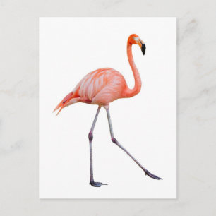 Roze Flamingo Briefkaart