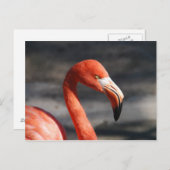 Roze Flamingo Briefkaart (Voorkant / Achterkant)