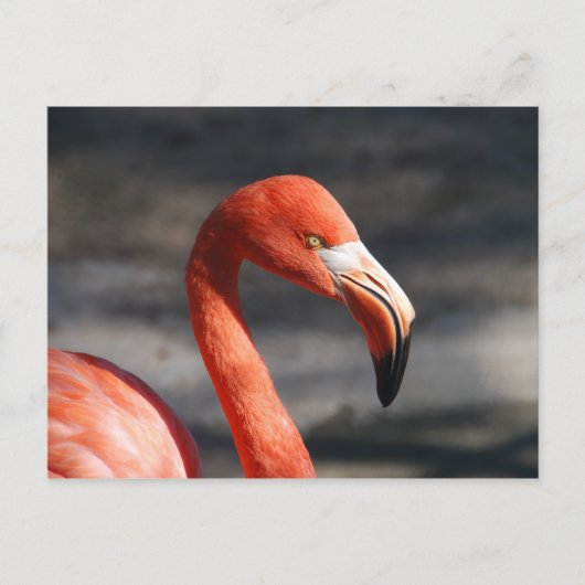 Roze Flamingo Briefkaart (Voorkant)