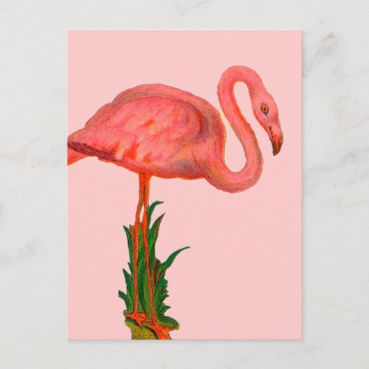 Roze Flamingo Briefkaart (Voorkant)
