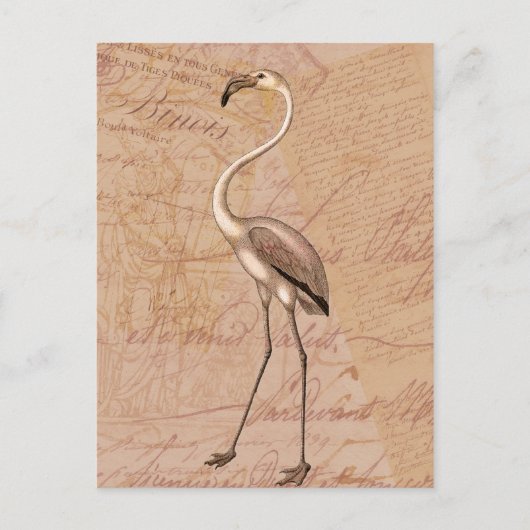 Roze Flamingo Briefkaart (Voorkant)