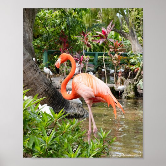 Roze Flamingo Decor Fotografie Bonita Springs Poster (Voorkant)