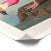 Roze Flamingo door Poster Audubon (Hoek)
