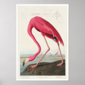 Roze Flamingo door Poster Audubon (Voorkant)