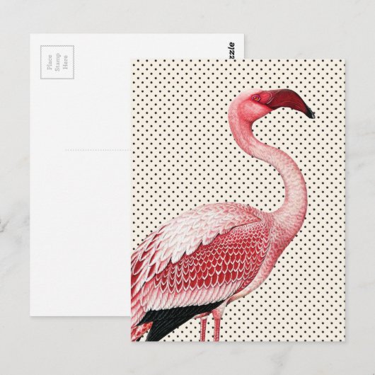 Roze Flamingo en  Polka Dots Briefkaart (Voorkant / Achterkant)
