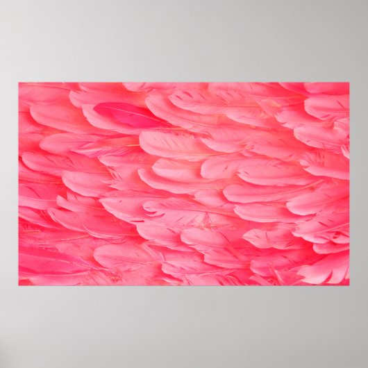 Roze Flamingo Feathersflamingo, veer, roze, textur Poster (Voorkant)