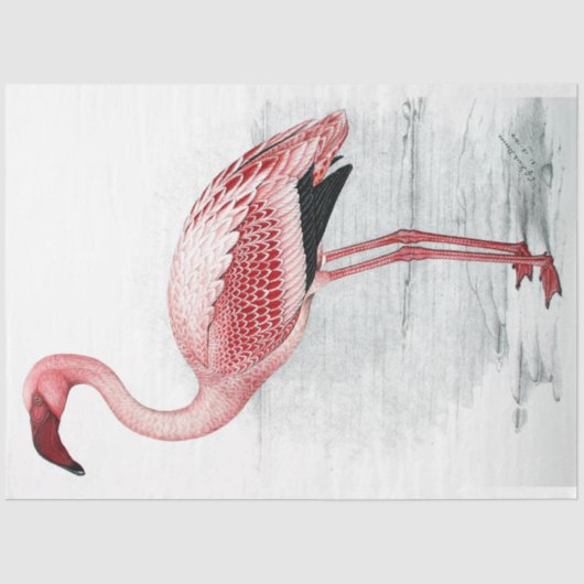  Roze Flamingo Finch Davies 1919 Tissuepapier (Voorkant)