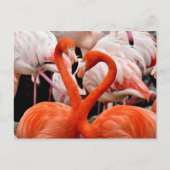 Roze Flamingo Flock Love Heart Valentijn Bird Briefkaart (Voorkant)
