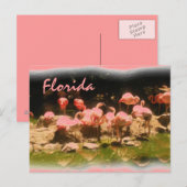 Roze flamingo Florida briefkaart (Voorkant / Achterkant)
