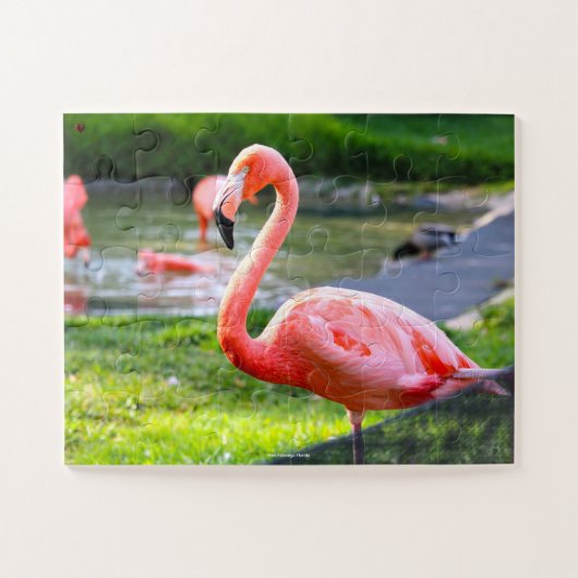 Roze Flamingo Florida. Legpuzzel (Horizontaal)