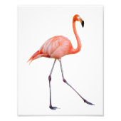 Roze Flamingo Foto Afdruk (Voorkant)