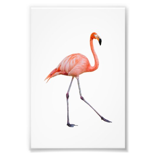 Roze Flamingo Foto Afdruk (Voorkant)