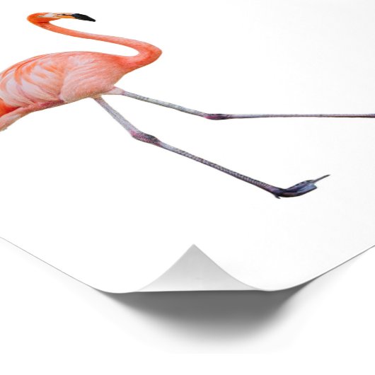 Roze Flamingo Foto Afdruk (Hoek)