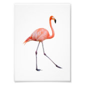 Roze Flamingo Foto Afdruk (Voorkant)