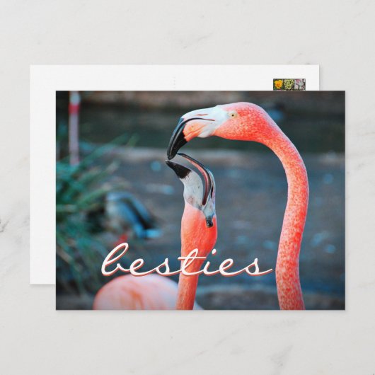 Roze Flamingo Friends Photo Besties Stijlvol scrip Briefkaart (Voorkant / Achterkant)