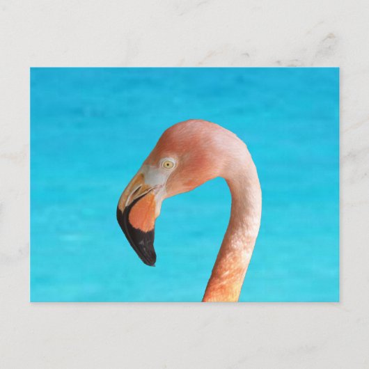 Roze flamingo gezicht tegen blauw water op briefkaart (Voorkant)