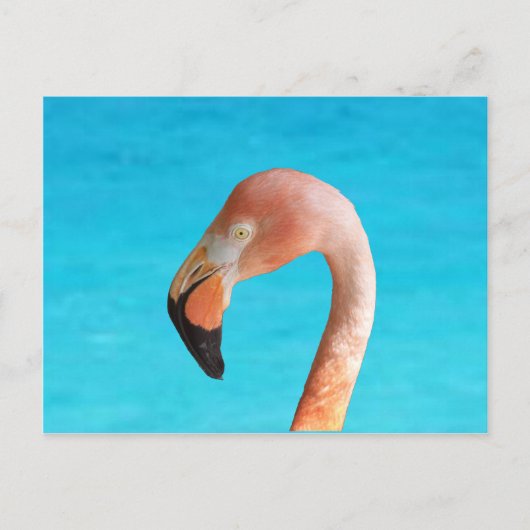 Roze flamingo gezicht tegen blauw water op feestdagenkaart (Voorkant)