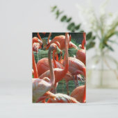 Roze Flamingo-groep, veel flamingoes-afbeelding! Briefkaart (Staand voorkant)