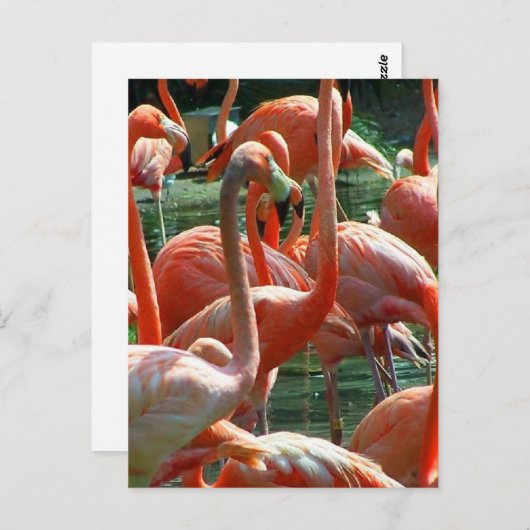 Roze Flamingo-groep, veel flamingoes-afbeelding! Briefkaart (Voorkant / Achterkant)