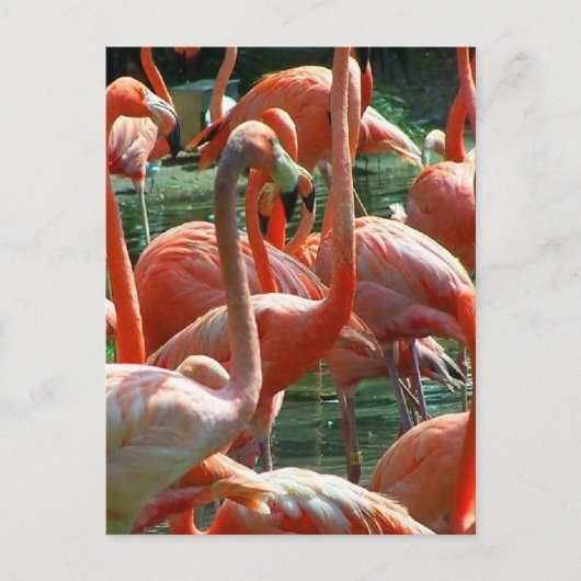 Roze Flamingo-groep, veel flamingoes-afbeelding! Briefkaart (Voorkant)