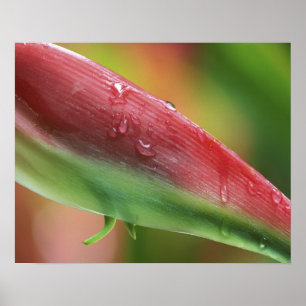 Roze Flamingo Heliconia (Heliconia chartacea), Hil Poster