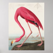 Roze Flamingo-illustratie Poster (Voorkant)