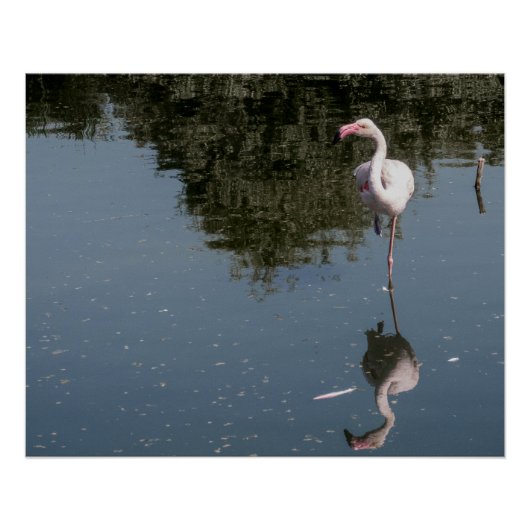 roze flamingo in het water perfect poster (Voorkant)