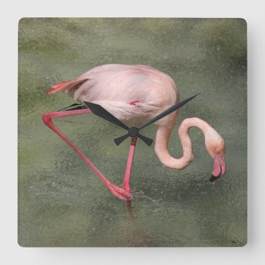 Roze Flamingo in waterklok Vierkante Klok (Voorkant)