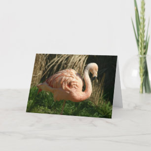 Roze Flamingo Kaart