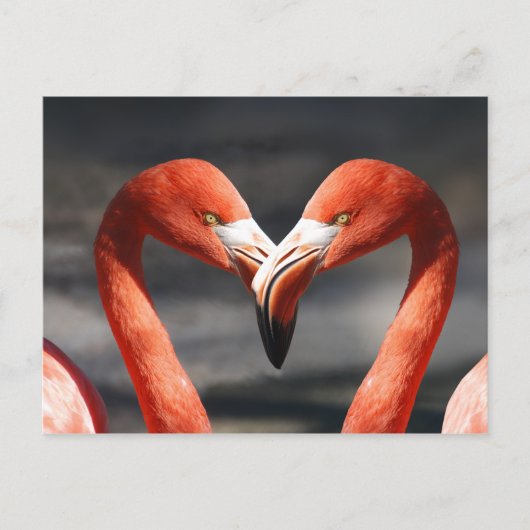 Roze Flamingo Love Briefkaart (Voorkant)
