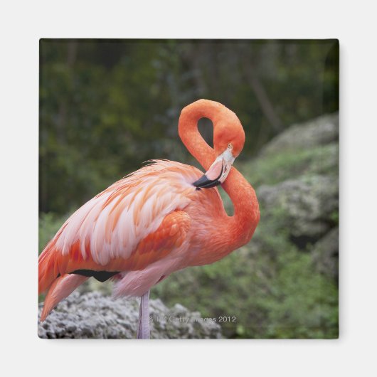 Roze Flamingo Magneet (Voorkant)