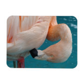 Roze Flamingo Magnet Magneet (Horizontaal)