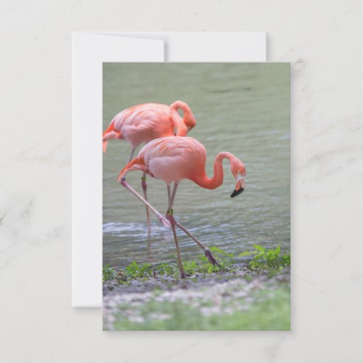 Roze Flamingo Notecard Bedankkaart (Voorkant)