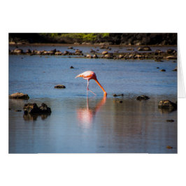 Roze Flamingo op de Galapagos-eilanden