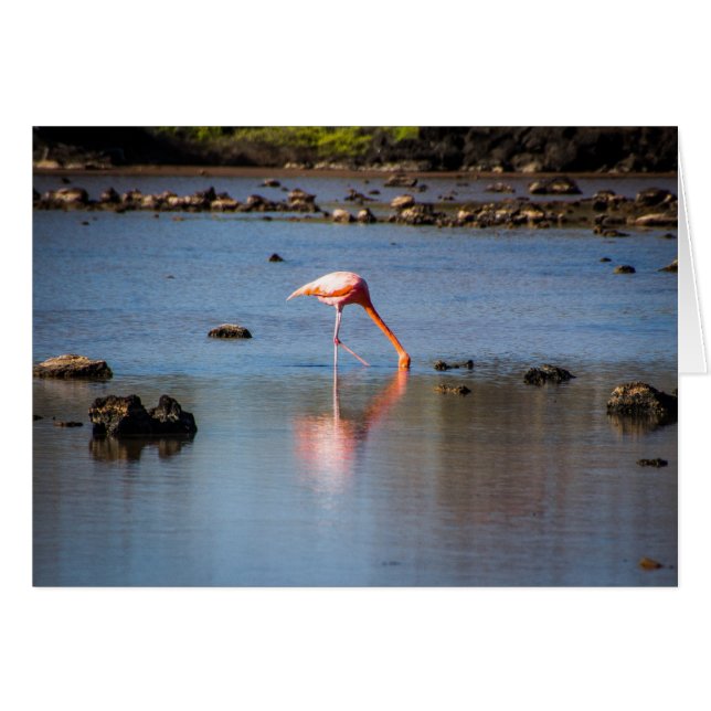 Roze Flamingo op de Galapagos-eilanden (Voorkant Horizontaal)